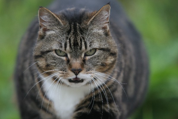 BAD CAT - Motivational Safety Speaker